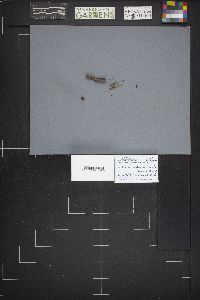 Mycena haematopus var. cuspidata image