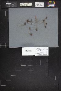 Leratiomyces cucullatus image