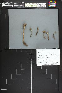 Mycena nivicola image