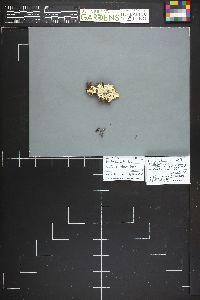 Hyphodontia latitans image