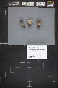 Tricholoma argenteum image