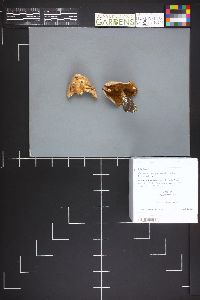 Cortinarius armeniacus image