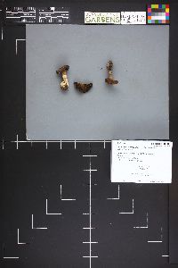 Cortinarius cupreoviolaceus image