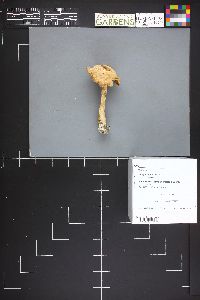 Clitocybe multiceps image