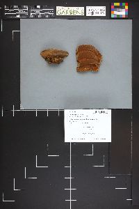 Ganoderma lobatum image