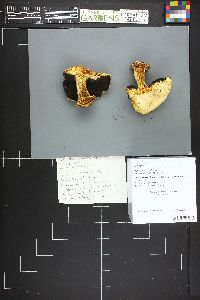 Agaricus moronii image
