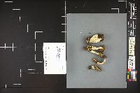 Tricholoma saponaceum image