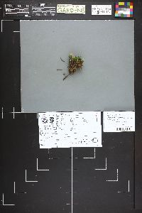 Omphalina pyxidata image