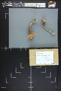 Clavaria truncata image