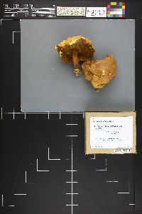 Boletus miniato-olivaceus image