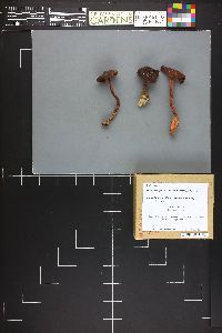 Cortinarius smithii image