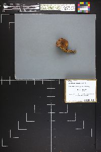 Pulveroboletus flaviporus image