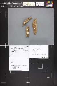 Ceriporiopsis subvermispora image