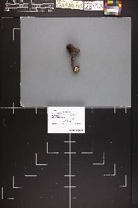Cortinarius hercynicus image