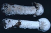 Hypomyces hyalinus image