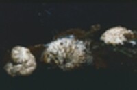 Hypomyces tremellicola image