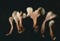 Spathularia velutipes image