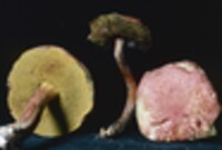 Boletus rubellus var. rubellus image