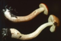 Boletus longicurvipes image
