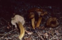 Craterellus flavobrunneus image