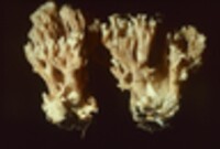 Ramaria maculospora image
