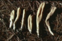 Clavariadelphus occidentalis image