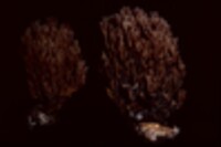 Ramaria apiculata var. brunnea image