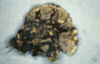 Hydnellum geogenium image