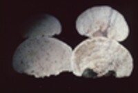 Lenzites elegans image