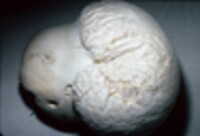 Calvatia craniiformis image