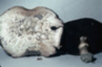 Agaricus porphyrocephalus image