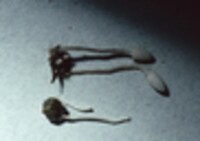 Coprinopsis sclerotiger image