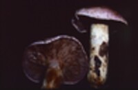 Cortinarius robustus image
