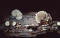 Hohenbuehelia atrocaerulea var. grisea image
