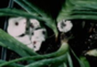 Lepiota lilacinogranulosa image