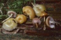Mycena lilacifolia image