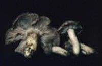 Tricholoma umbrosum image