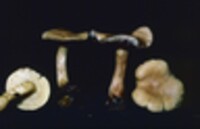 Tricholoma sulphureum image