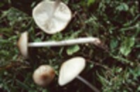 Xerula rubrobrunnescens image