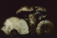 Lactarius sordidus image