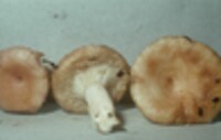 Lactarius torminosus var. nordmanensis image