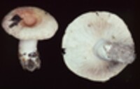 Lactarius torminosus image