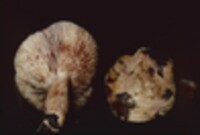 Lactarius vinaceorufescens image