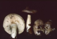 Lactarius argillaceifolius image
