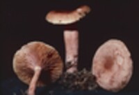 Lactarius badiopallescens image