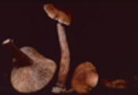 Lactarius camphoratus image