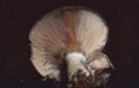 Lactarius chelidonium var. chelidonium image
