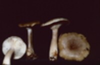 Lactarius cinereus var. cinereus image