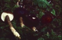 Lactarius fallax var. concolor image