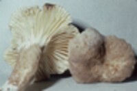 Lactarius gerardii image
